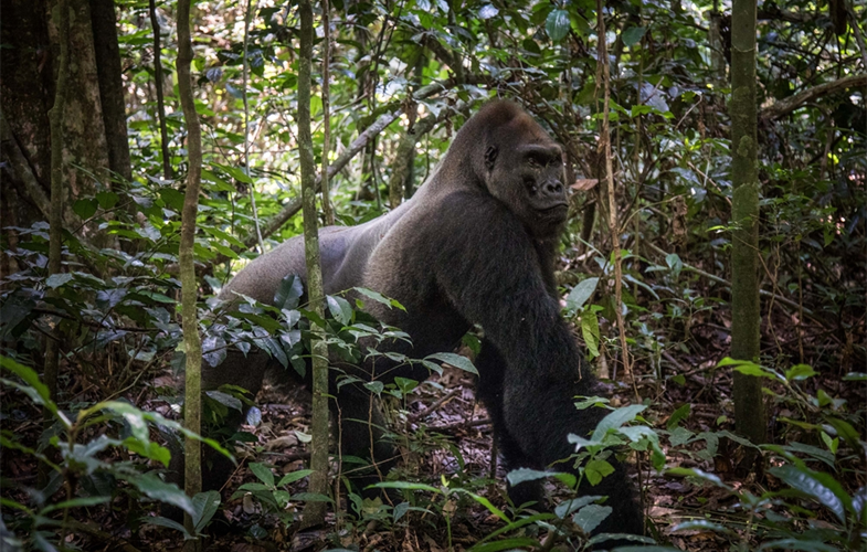 Las Vegas/Bakersfield