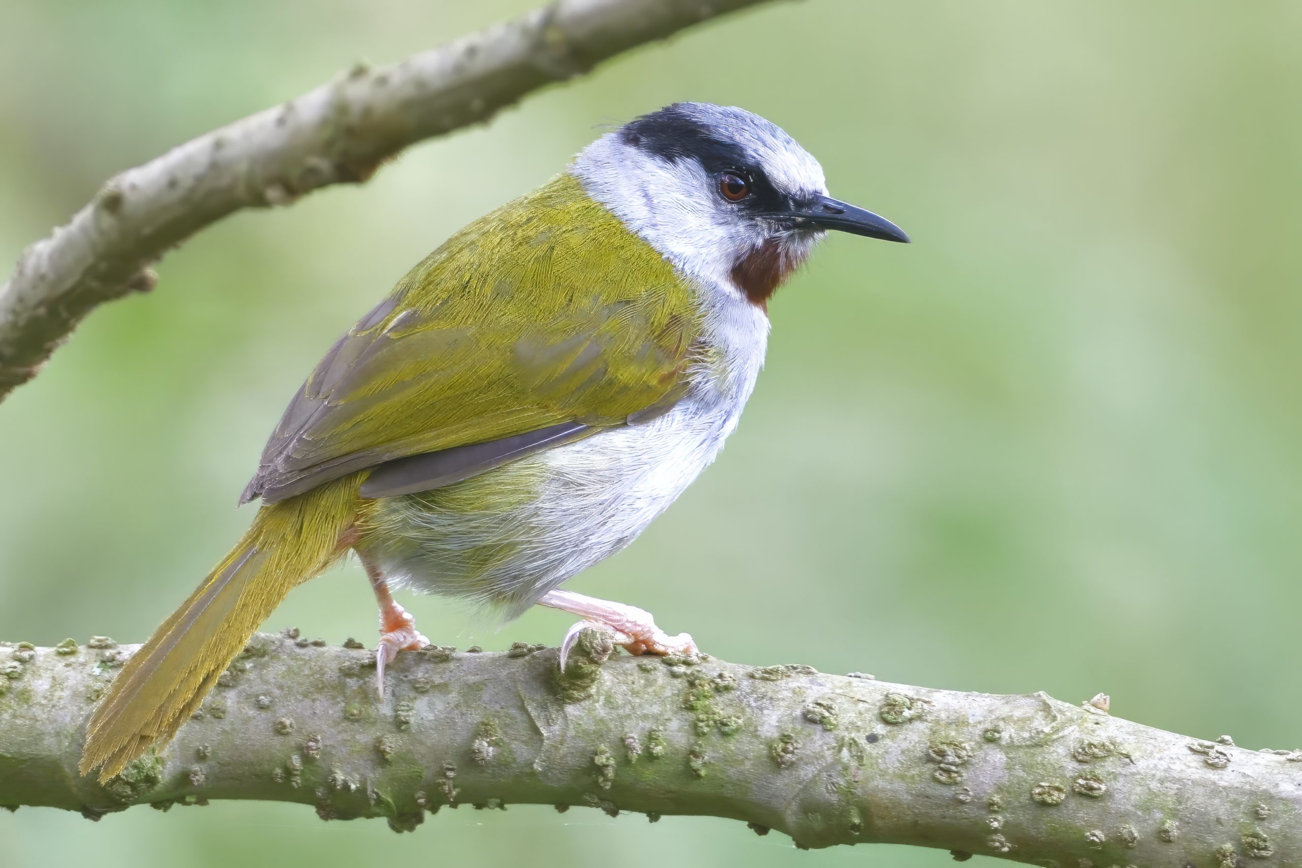 Grey-Capped Warbler